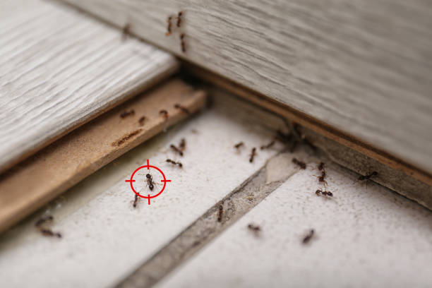 Best Rat Extermination Near Me  in Charlestown, MD