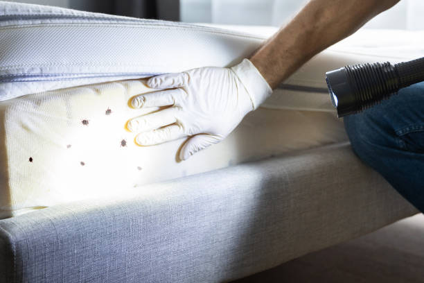 Best Termite Control Services  in Charlestown, MD