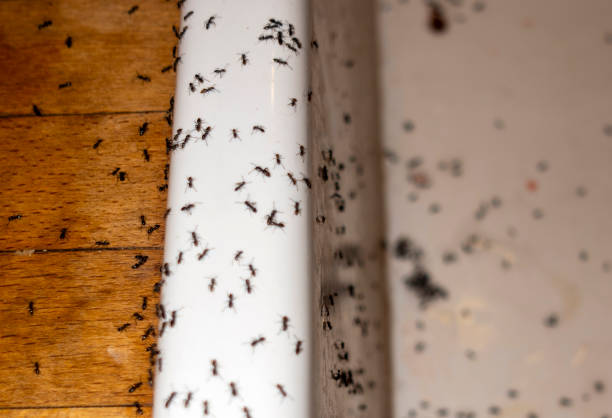 Best Wildlife Control Services  in Charlestown, MD